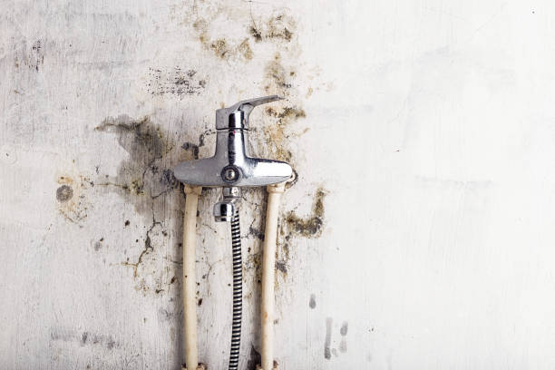 Best Black Mold Removal  in Checotah, OK