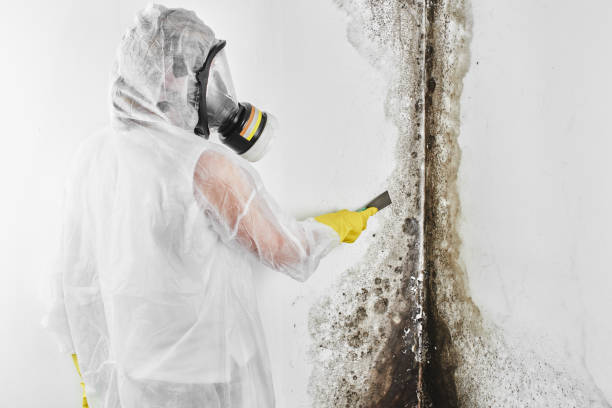 Best Mold Damage Repair  in Checotah, OK
