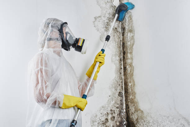 Best Mold Removal Near Me  in Checotah, OK
