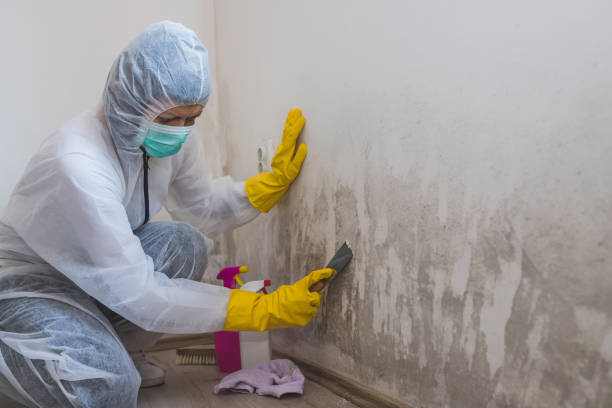 Best Water Damage Restoration  in Checotah, OK