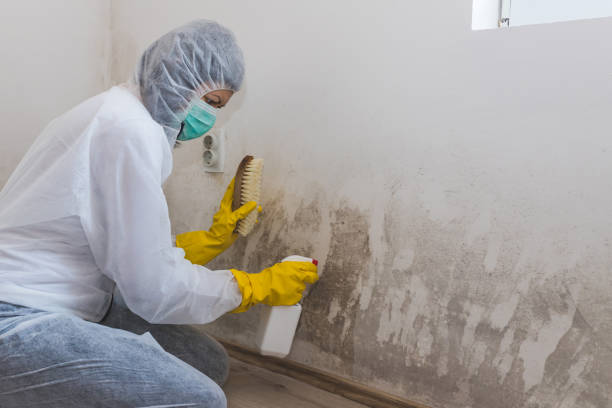 Certified Mold Removal in Checotah, OK