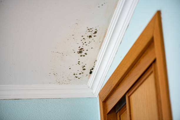 Mold Removal Process in Checotah, OK