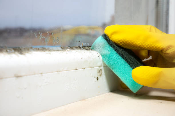 Best Mold Remediation  in Checotah, OK