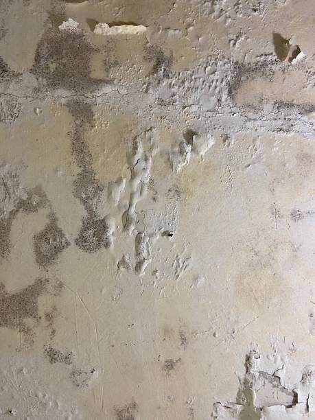 Best Commercial Mold Removal  in Checotah, OK
