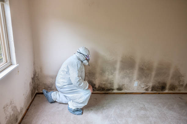 Best Mold Remediation  in Checotah, OK