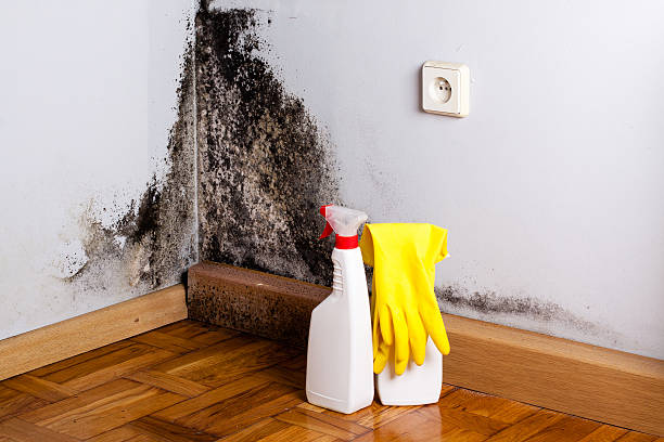Best Office Mold Removal Services  in Checotah, OK