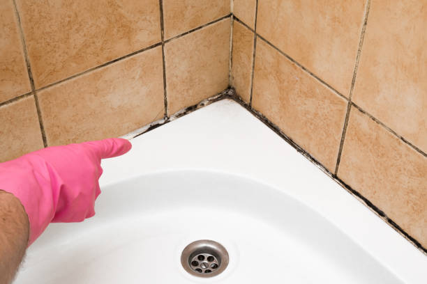 Best Same-Day Mold Removal  in Checotah, OK